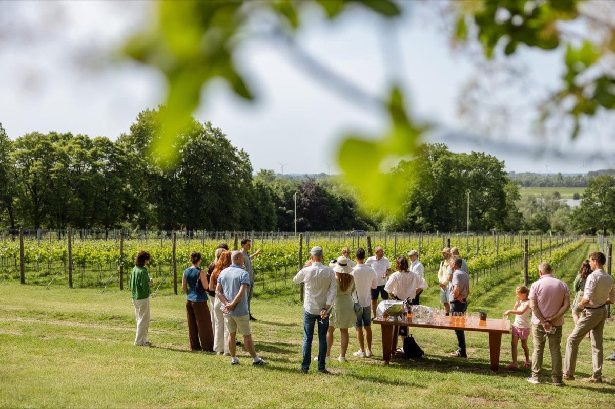 De wijngaard van De Tangh met uitzicht over het rivierenlandschap bij Rhenen