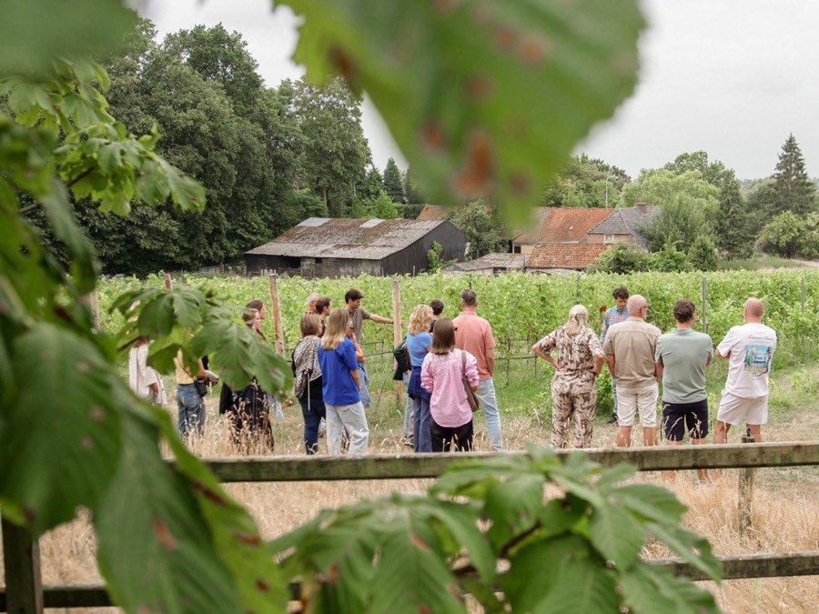 Groep loopt door de wijngaard tijdens de tour