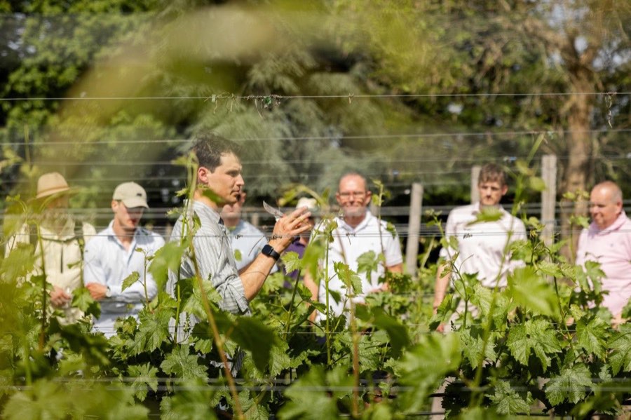 De wijnmaker geeft uitleg tussen de druivenranken